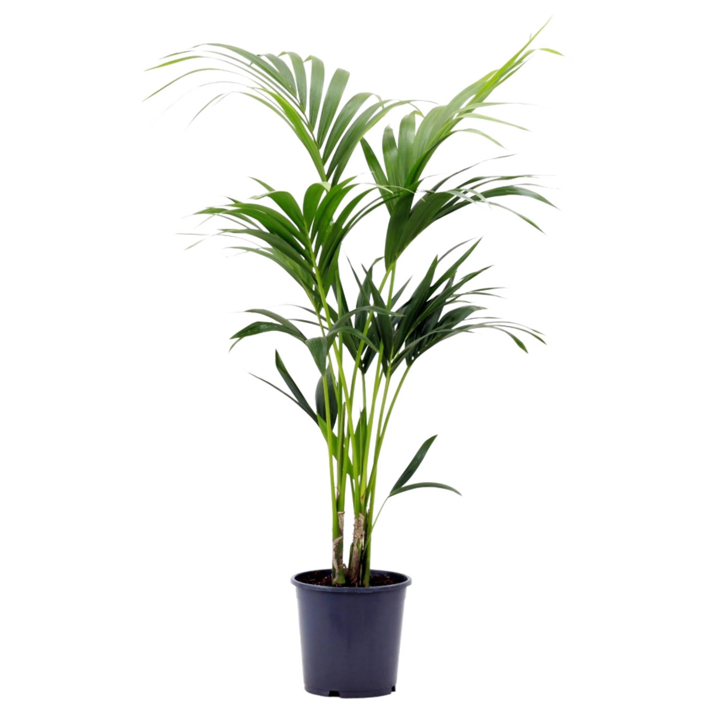 planta de interior palmeira de interior kentia howea forsteriana palmeira kentia alta fácil de cuidar estrutura elegante con longos caules e folhas finas e elegantes em vaso de plástico